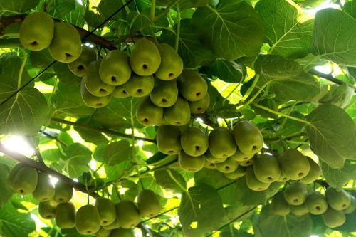萬(wàn)盛 做強(qiáng)特色農(nóng)業(yè)，暢通“郵運(yùn)通”，家禽家畜產(chǎn)業(yè)賦能鄉(xiāng)村振興